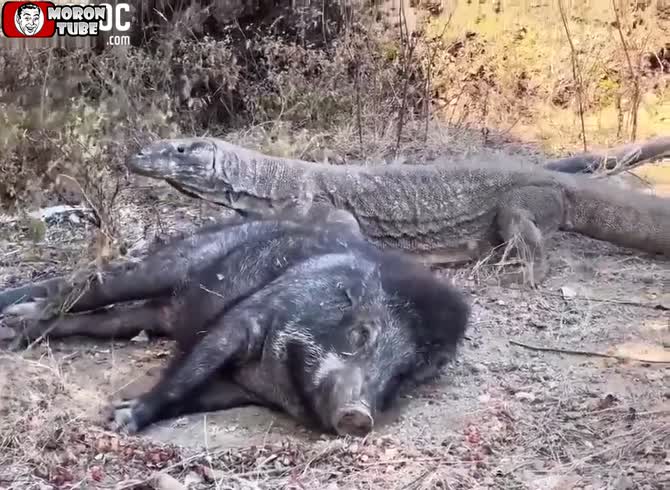 Video :The Komodo dragon does not bide its time till its victim perishes